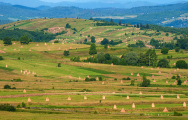 Fototapeta na wymiar Field with haystacks in the sunny day. Rural landscape; hey rolls on the field at the mountain in Ukraine.