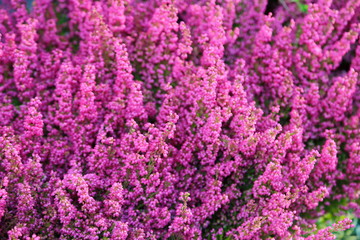 background of beautiful flowers of Erica