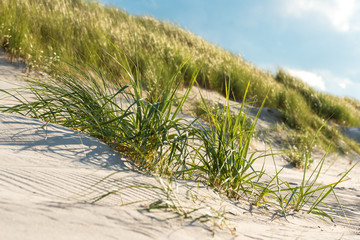 Beach grass in the sand at the beach in the northeastern german region fish land located in the federal state Mecklenburg Vorpommern. A beautiful landscape in north Germany