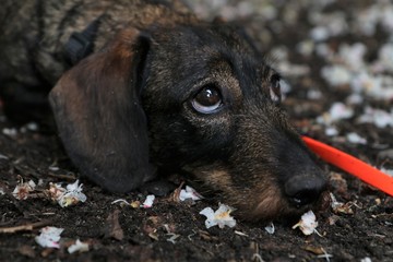 unschuldiger Hundeblick von einem süßen Teckel, Rauhhaar Kaninchenteckel, Rauhhaardackel