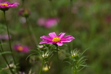 Fototapeta premium Mexican aster (Cosmos bipinnatus)