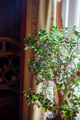 Fototapeta premium Money tree. Large indoor succulent potted plant in the light of a window sill.