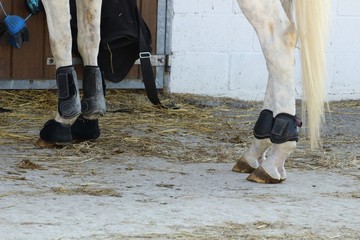 protections en cuir pour jambes et boulets de chevaux antérieurs et postérieurs mise en place angle de vue sur le coté