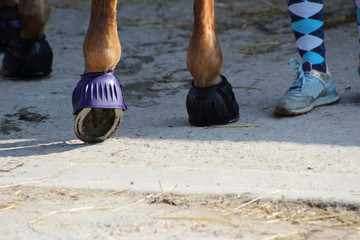 un sabot de cheval avec son fer au repos protégé par une cloche en cahoutchouc