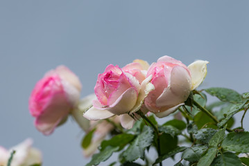 雨に濡れたピンクのツルバラの花