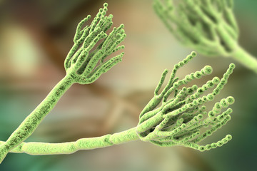 Fungi Penicillium which cause food spoilage and are used for production of the first antibiotic penicillin. 3D illustration showing spores conidia and conidiophore