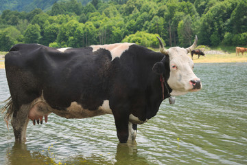 Cow