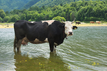 Cow 