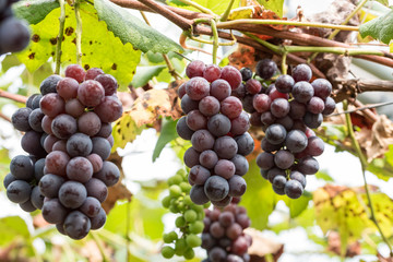 樹上の葡萄の実