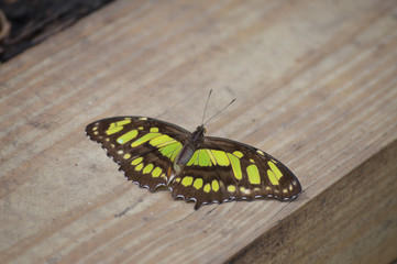 Butterflly in the garden