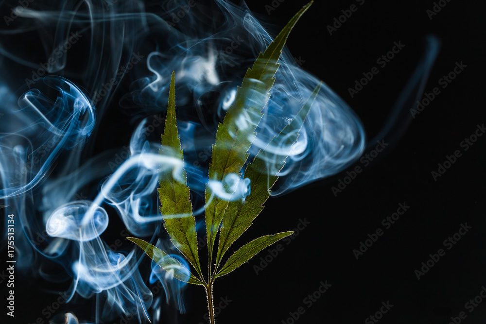 Wall mural A green cannabis leaf on a black background enveloped in smoke