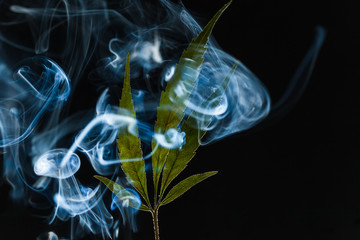 A green cannabis leaf on a black background enveloped in smoke