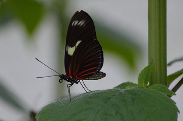 Butterfly in the garden