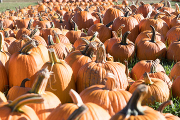 Pumpkins spread out in a field