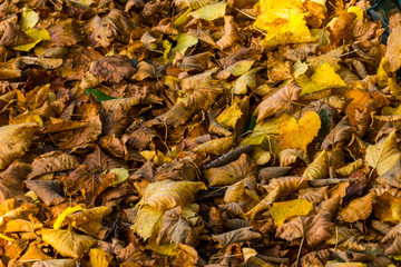 Laubhaufen im Herbst