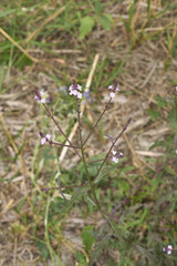 Verbena officinalis