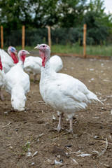 Turkey on a farm , breeding turkeys. White turkey portrait. Flock of Turkeys at the farm. Pasture raised turkey on a farm.