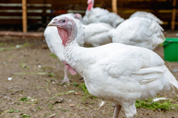 Turkey on a farm , breeding turkeys. White turkey portrait. Flock of Turkeys at the farm. Pasture raised turkey on a farm.