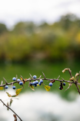 Blackthorn bush with ripe berries on a background of the river