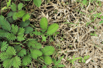  sensitive plant 