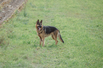 german shepherd