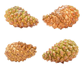 Unopened cones of pine tree