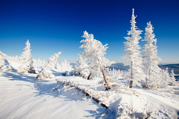Winter landscape. Trees ate in the snow and frost. Blue sky, mountains.