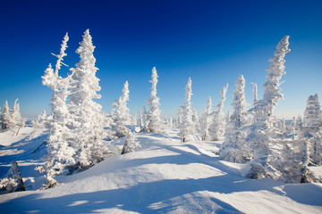Winter landscape. Trees ate in the snow and frost. Blue sky, mountains.