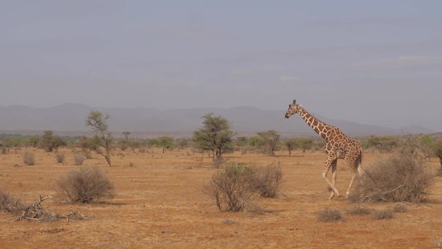 Giraffe Walking On A Desolate And Dry African Savannah, Samburu Reserve