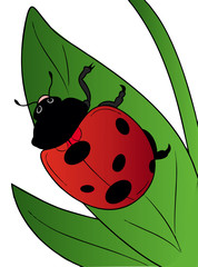 cartoon ladybird on leaf on the white background