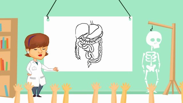 digestive system - vectore - anatomy