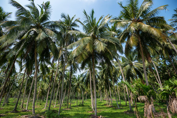 Coconut plantation in Asia