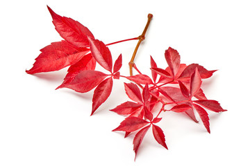 Branch of red autumn grapes leaves. Parthenocissus quinquefolia foliage. Isolated on white background.