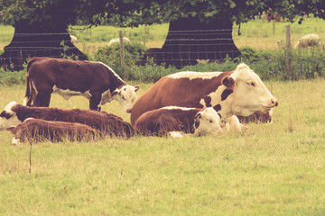 Lots of Cows in the field close to  Lacock village, Wiltshire, England, UK
