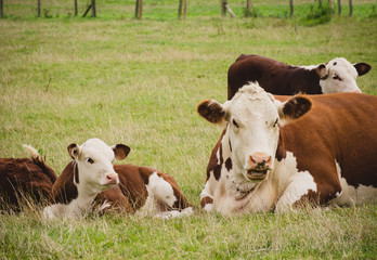cows lying down in field close to  Lacock village, Wiltshire, England, UK