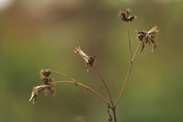 dry plant