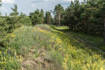Russian Forest and Wild Flowers