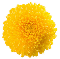 yellow chrysanths isolated on a white background