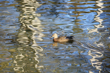 water ducks wild nature animal