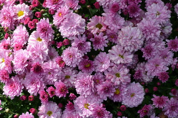 Fototapeta premium Hintergrund rosarote Chrysanthemen