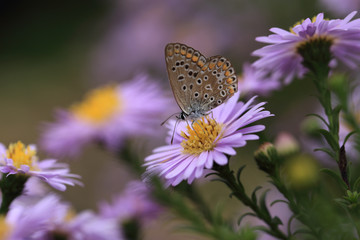 Two moth sitting on purple flowers....