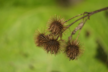 The thistle fruits in the autumn on a green background