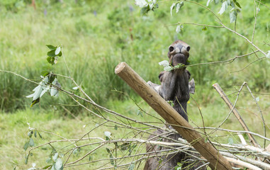 moose or antler in norway
