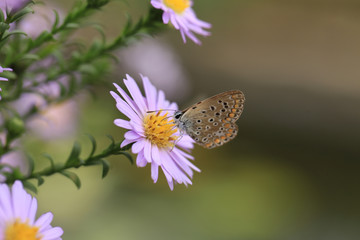 Two moth sitting on purple flowers....