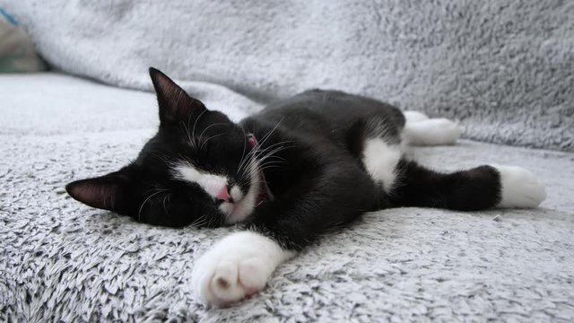 Kitten sleeping on a couch