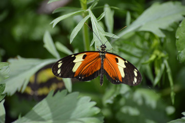Fototapeta na wymiar Butterfly in the garden