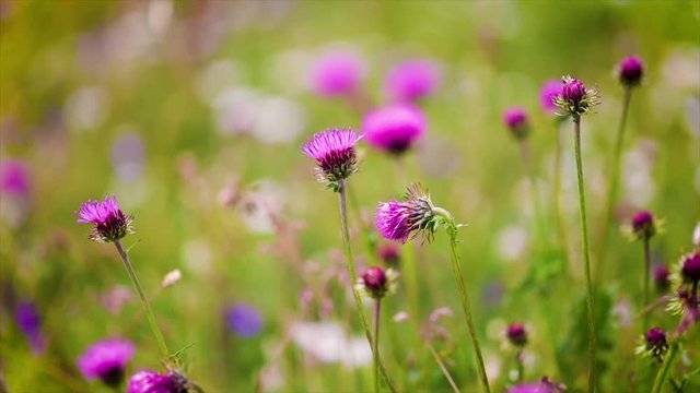 Wasp collects nectar from flower Milk Thistle in Alpine meadows.