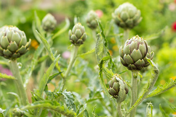 Artichoke with purplish flower growing in the field