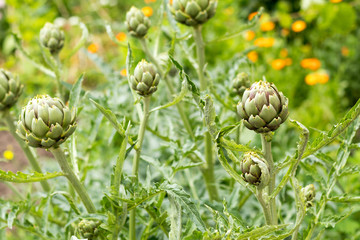 Artichoke with purplish flower growing in the field