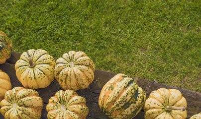 Pumpkins on the hill
